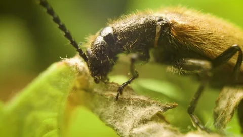 Close-up of rough-haired Lagria beetle (Lagria hirta) feeding on plant Stock Footage 337654321