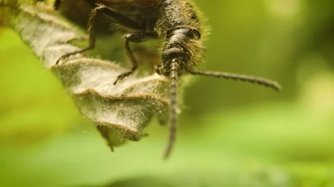 Close-up of rough-haired Lagria beetle (Lagria hirta) feeding on plant Stock Footage 337654331
