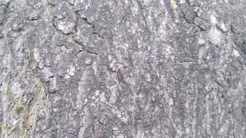 Close Up of Rough Mango Tree Wood Texture Video stock 344861385