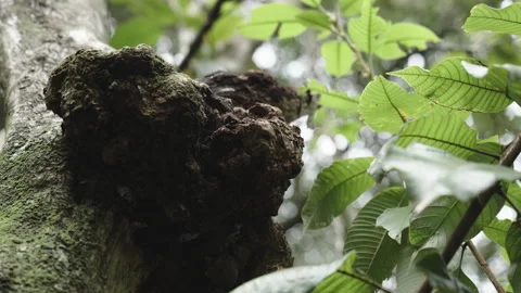 Close-up of Rough Mossy Tree Bark Texture with Green Leaves Stock Footage 335435960