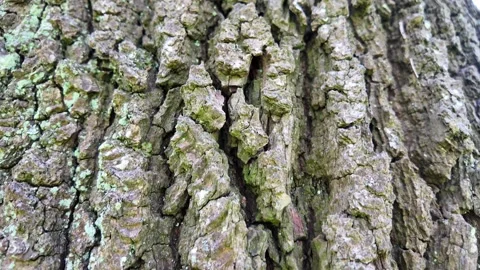 Close up of rough oak tree bark texture Stock Footage 345176404