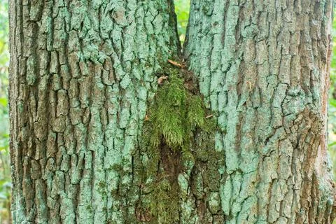Close-up of Rough Oak Tree Bark Covered with Green Moss Stock Photos