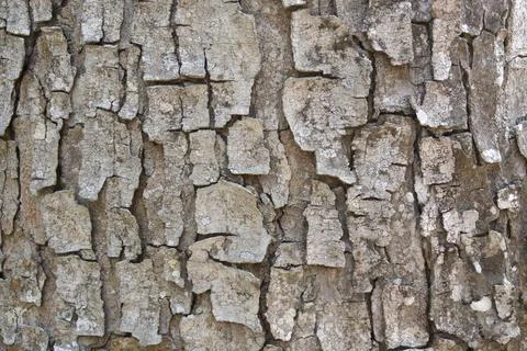 Close up rough old tree bark texture pattern background natural material Stock Photos