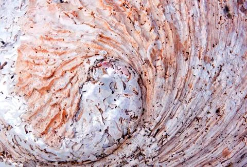 Close Up Rough Outer Shell of Abalone Stock Photos