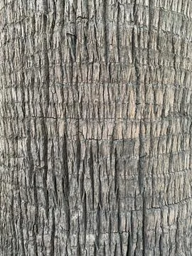Close-up of rough palm bark texture Foto stock