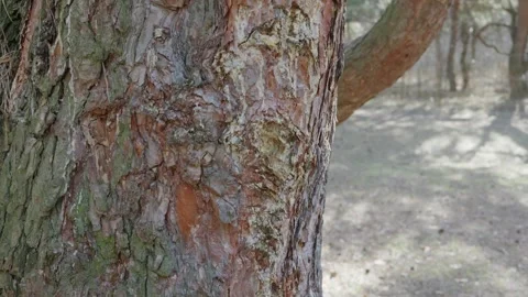 Close Up Of Rough Pine Tree Bark Texture In Sunny Spring Forest Stock Footage 330739456
