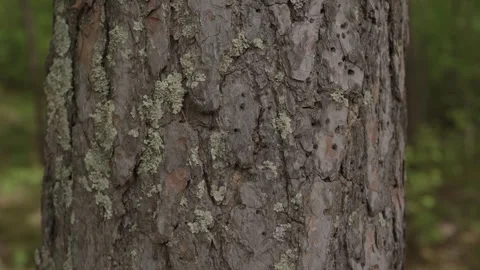 Close-up of rough pine tree bark with patches of lichen Stock Footage 335011221