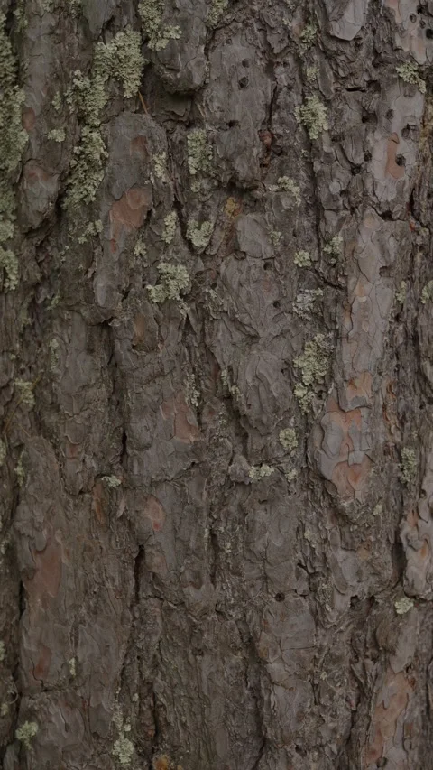 Close-up of rough pine tree bark with patches of lichen Stock Footage 335011266