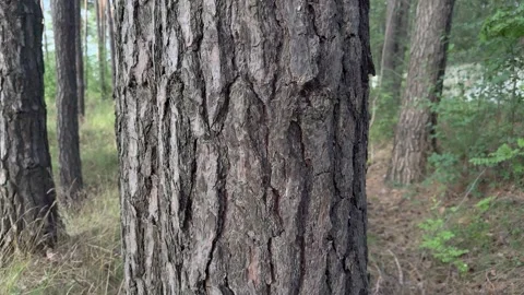 Close-up of a rough pine tree trunk in a forest, textured bark background Stock Footage 340998096