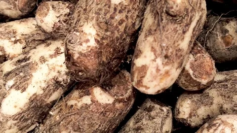 Close-Up of Rough-Skinned Root Vegetables in a Pile 스톡 동영상 319375634