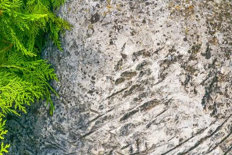 Close-up of rough stone surface with cracks and green cedar branch detail c.. Foto stock