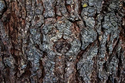 Close Up Rough Texture Of Aged Tree Bark Surface Stock Photos