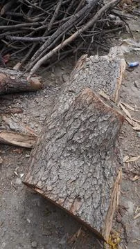 Close-up of rough-textured gray tree bark lying on dirt ground, branches. Stock Photos