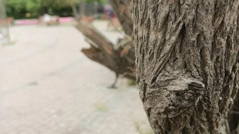 Close up rough textured standing tree trunk blurred green park garden Fotos de archivo