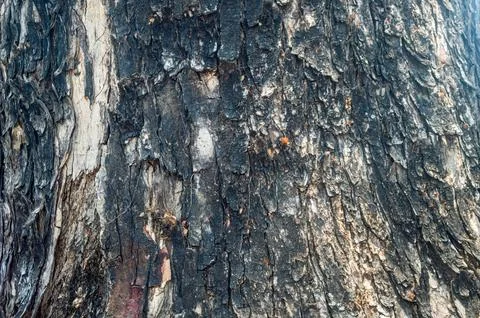 Close up of rough, textured tree bark with dark and light patches, showcasi.. 스톡 사진