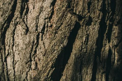 Close up of rough textured tree bark showing natural pattern Stock Photos