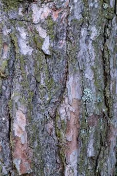 Close-up of rough, textured tree bark, reddish-brown and grey tones, showin.. Stock Photos