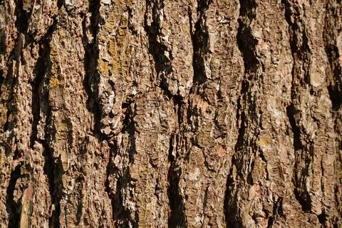 Close-up of rough textured tree bark with vertical furrows and shadowed crevices Фото