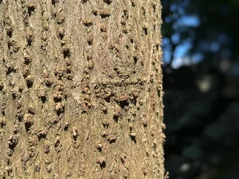 Close-up of Rough Textured Tree Bark in Sunlight Stock Photos