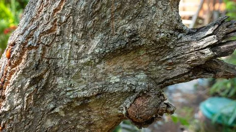 Close up of rough textured tree bark and a knothole on a trunk nature wood .. Stock Photos