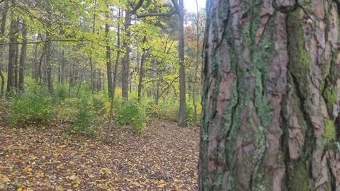 Close Up Of Rough Tree Bark With Bright Autumn Forest In Background Stock Footage 348441254