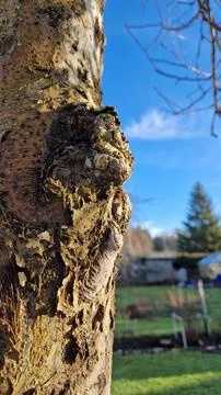 Close-up of rough tree bark in bright sunlight Foto stock