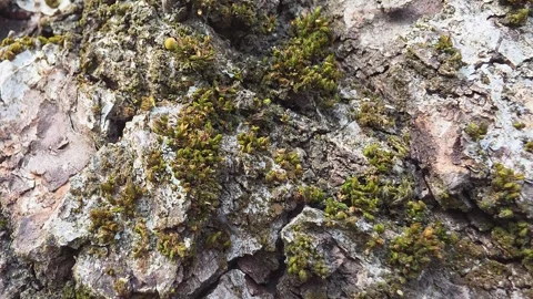 Close-up of rough tree bark covered with green moss and crawling small ants.. Vídeo Stock 334449295