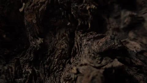 Close-Up of Rough Tree Bark with Deep Grooves Stock Footage 293684629