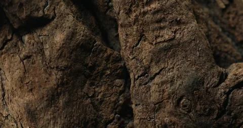 Close-up of rough tree bark with deep cracks and dry surface Stock Footage 313180286