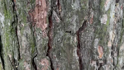 Close-up of rough tree bark with deep fissures and green moss patches Stock Footage 340515050