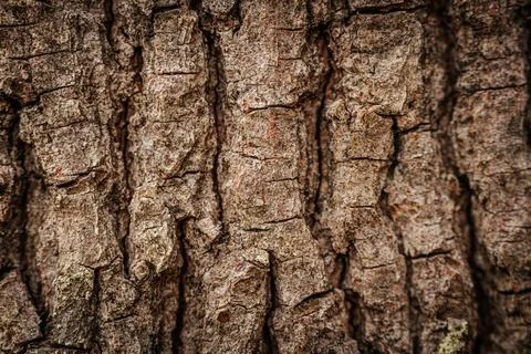 A close-up of rough tree bark with deep cracks and rich texture. 스톡 사진