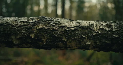 Close up of rough tree bark on fallen log in forest Stock Footage 340997511