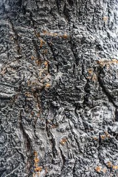 Close-up of rough tree bark featuring deep grooves, cracks, and traces of orange Stock Photos