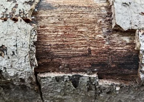 Close Up of Rough Tree Bark with Peeling Layers Stock Photos