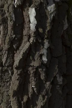 Close-up of rough tree bark with peeling layers Stockfoto's