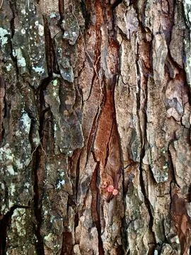 Close-Up Of Rough Tree Bark Stock Photos