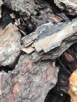 Close Up Of Rough Tree Bark Pieces Stock Photos
