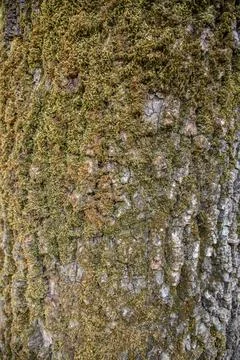 Close-up of rough tree bark in a public park Stock Photos