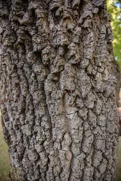 Close-up of rough tree bark in a public park Stock Photos