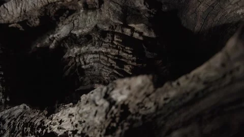 Close-Up of Rough Tree Bark in Shadows Stock Footage 289201025