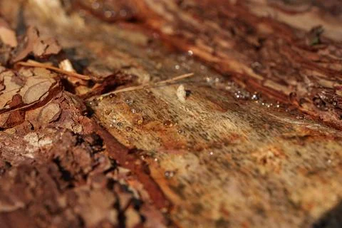Close up of rough tree bark split open with exposed wood fibers, weathered 库存照片