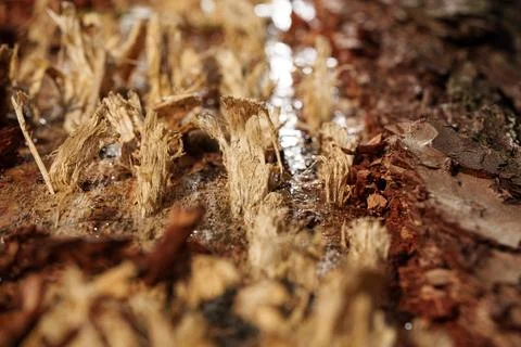 Close up of rough tree bark split open with exposed wood fibers, weathered Stock-Fotos