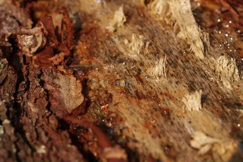 Close up of rough tree bark split open with exposed wood fibers, weathered 库存照片