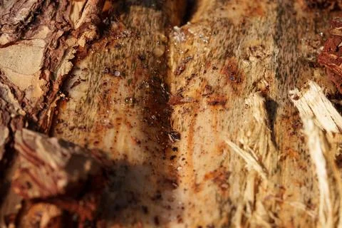 Close up of rough tree bark split open with exposed wood fibers, weathered Stock-Fotos