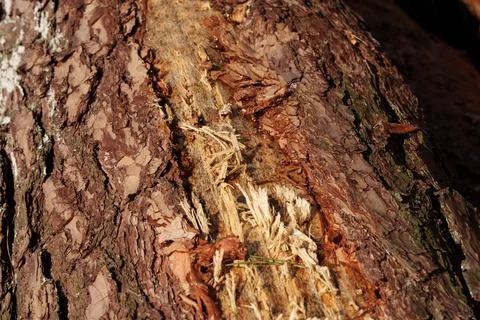 Close up of rough tree bark split open with exposed wood fibers, weathered Stock-Fotos