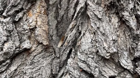 Close up of rough tree bark texture Stock Footage 317392562
