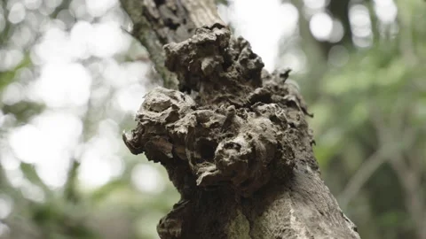 Close-up of Rough Tree Bark Texture with Bokeh Forest Background Vídeos de archivo 335436125