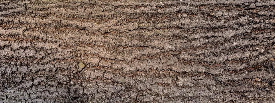 Close-Up of Rough Tree Bark Texture with Natural Cracks and Patterns Stock Photos