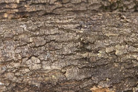 Close-up of rough tree bark texture with cracks and moss, background Stock Photos