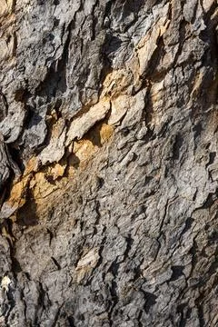 Close-up of Rough Tree Bark Texture Stock Photos